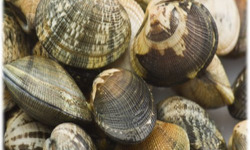 Camargue Coquillages - Palourdes Blanches de Camargue Très Grosses 2kg - Pêche Artisanale et Responsable