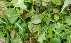 Les Jardins de Gérard - Salade Mesclun Bio - 250 g