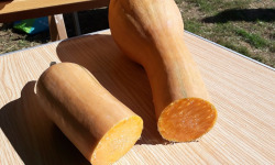 Ferme de Cernunnos - Courge Longue de Nice entière (5 à 7kg)