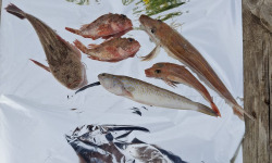 Camargue Coquillages - Casier Bouillabaisse