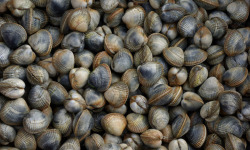 Aux Viviers de Penfoulic - Coques - 2 kg