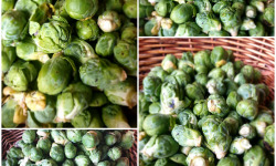 La Ferme de Milly - Anjou - CHOUX BRUXELLES -BIO