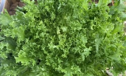 Le Potager de Sainte-Hélène - Salade Frisée