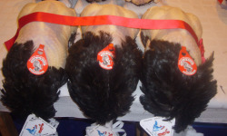 Ferme Tradi-Bresse - Dinde de Bresse AOP 4.2 kg Prêt à Cuire