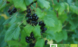 LES JARDINS DE KARINE - Cassis surgelé-5kg