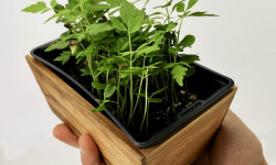 Horssol - Ferme urbaine - Micro-pousse de Acajou x4 barquettes