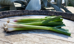 La Boite à Herbes - Botte D'aillet