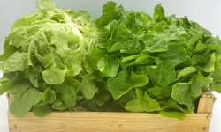 Le Panier du Producteur - Salades