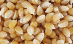 L’Oliveraie du Coudon - Maïs pop corn  paquet 300g