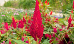 Nature et Saveurs - Ferme Aquaponique et Permacole Astérienne - Fleurs de célosie plumeuse - 10g