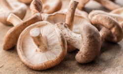 Les champignons de Vernusse - Shiitakes frais - 330g