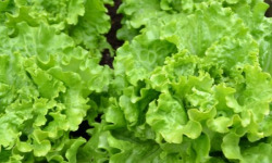Les Jardins de Mondpa - Salade Batavia blonde