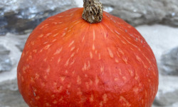 Domaine Reverchon - Potimarron 1.5kg