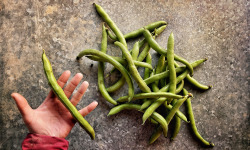 La Ferme d'Artaud - Fèves fraîches - 1 Kg