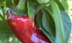 La Cabane à plantes - Piment Jalapeños 30g