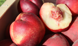Domaine Reverchon - nectarine blanche 1KG