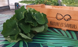 Nature et Saveurs - Ferme Aquaponique et Permacole Astérienne - Capucine Grande Feuille — Le piquant généreux du Périgord