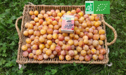 LES JARDINS DE KARINE - Mirabelles BIO / Moriviller / Lorraine - 5kg