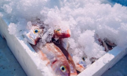 Notre poisson - Colis du pêcheur 2kg