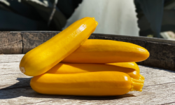 La Boite à Herbes - Courgette Jaune - 1 Kg