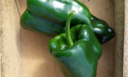 HERBA HUMANA - Piment frais Ancho Poblano Chile 50g