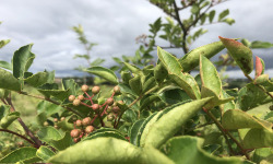 Botanist & Exception - Baie de SANSHO cultivée en France