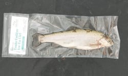 Nature et Saveurs - Ferme Aquaponique et Permacole Astérienne - Truite blanche moyenne aquaponique - 2kg
