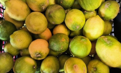 L'OLIVERAIE DU COUDON - PROMO EXCEPTIONNELLE – CITRONS BIO  bien lire la description