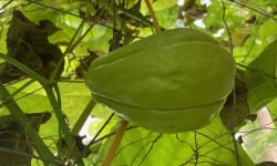 Langevine - Chayote BIO 1 pièce