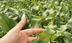 Agriloops - Betterave Agriloops - 150 g