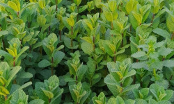 Les Herbes du Roussillon - Menthe Fraîche