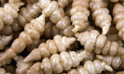 Le Châtaignier - Crosne - 100g