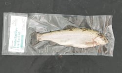 Nature et Saveurs - Ferme Aquaponique et Permacole Astérienne - Poisson-TruiteB-PortionLot5Kg