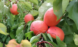 Gobert, l'abricot de 4 générations - ABRICOTS 6KG 2EME CHOIX