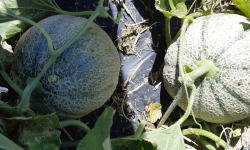 Domaine L'Hermiton - Melon Charentais BIO