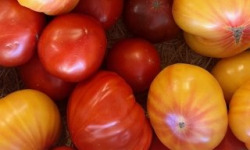 Domaine Reverchon - Tomates anciennes 5kg