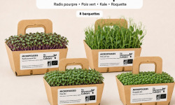 Ma Micropousse culinaire - Micro-pousses bio – Pack Fraîcheur & Croquant – Radis, pois vert, kale & roquette – 8 barquettes