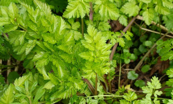 Rébecca les Jolies Fleurs - Herbes fraiches : Cerfeuil sauvage