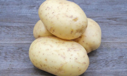 Nature et Saveurs - Ferme Aquaponique et Permacole Astérienne - Pommes de Terre AGATA