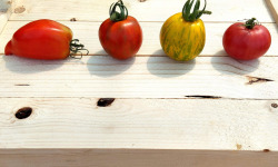 Nature et Saveurs - Ferme Aquaponique et Permacole Astérienne - Tomate Rustique et Moyenne en Mélange - 1kg