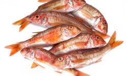 Poissonnerie La Piriacaise - rouget friture 1kg