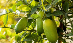 Les Hespérides - Coopérative de la Riviera Française - Citron caviar (variété Faustrime) 200g