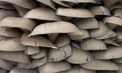 Naturélium - Le pleurote en huître (Pleurotus ostreatus) 1,5kg