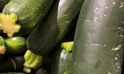 Le Châtaignier - Grosse courgette BIO - 1 pièce