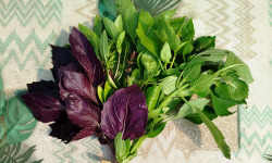 Nature et Saveurs - Ferme Aquaponique et Permacole Astérienne - Basilic en Mélange (Bouquet Frais)