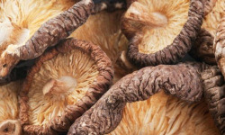 La Carrière du Bienheureux - Shiitake déshydraté Bio - 100g