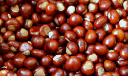 Gobert, l'abricot de 4 générations - Châtaignes Bouche de Bétizac 1kg