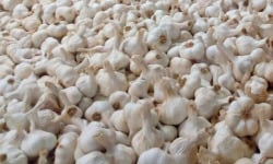 La Panacée bio - Ail blanc Demeter de Lectoure - 100 g