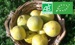 LES JARDINS DE KARINE - Coing frais - 1kg