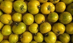 Nature et Saveurs - Ferme Aquaponique et Permacole Astérienne - Tomate Green Zebra - Kg